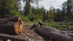 Best Hazardous Tree Removal  in Sparta, IL