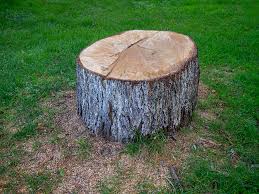 Best Firewood Processing and Delivery  in Sparta, IL