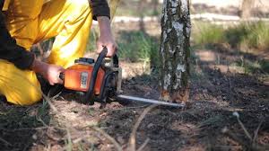 Best Tree Risk Assessment  in Sparta, IL