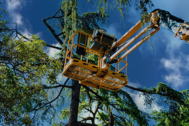 Best Palm Tree Trimming  in Sparta, IL