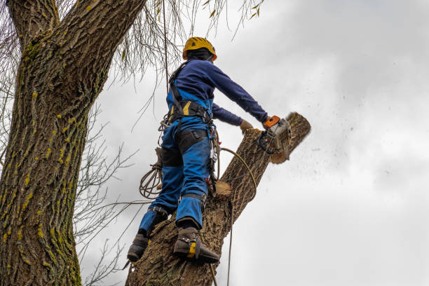 Best Emergency Tree Removal  in Sparta, IL