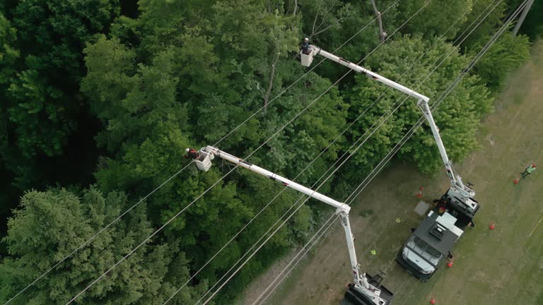 Best Tree Removal  in Sparta, IL