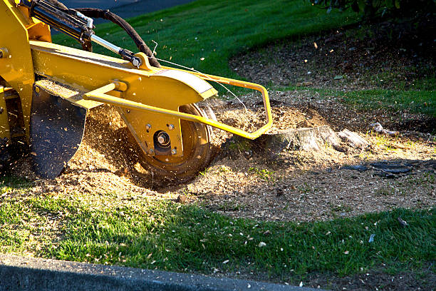 Best Grass Overseeding  in Sparta, IL