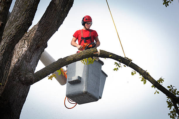 Best Tree Trimming and Pruning  in Sparta, IL