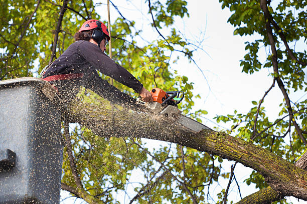 How Our Tree Care Process Works  in  Sparta, IL